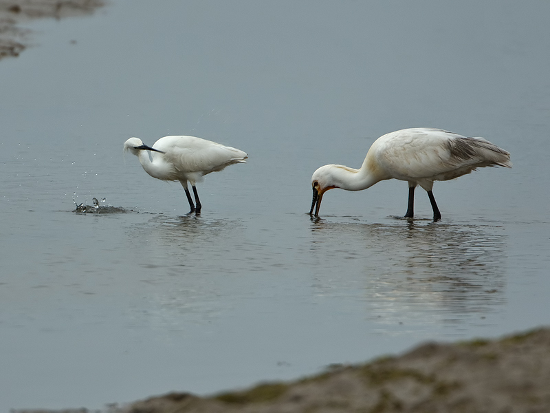 Egretta garzetta Kleine Zilverreiger Little Egret
